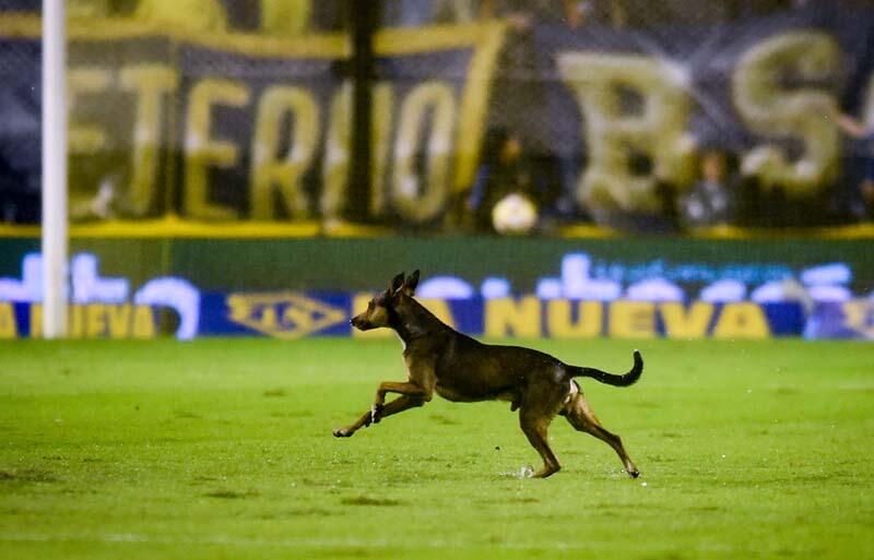 乱入した犬が神セーブ ゴールは認められず助けられたチームが勝利 超ワールドサッカー